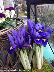 Mini Iris im Topf