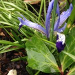 Mini Iris im Beet