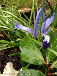Mini Iris im Beet