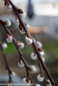 Weidenkätzchen