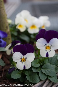 Blaue Stiefmütterchen