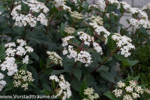Viburnum