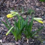 Mini Osterglocken/ Nazissen