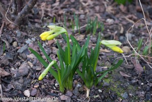 Mini Osterglocken/ Nazissen