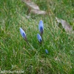 Blaue Krokusse