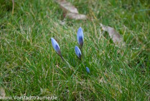 Blaue Krokusse