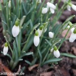 Schneeglöckchen