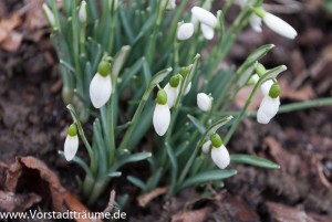 Schneeglöckchen
