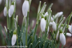 Schneeglöckchen