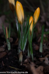 Gelbe Krokusse
