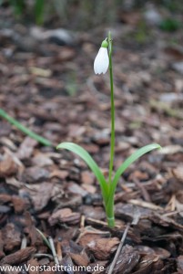 Ein Einsames Schneeglöckchen