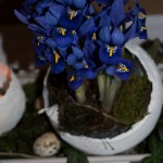 Mini Iris