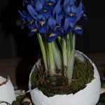 Mini Iris