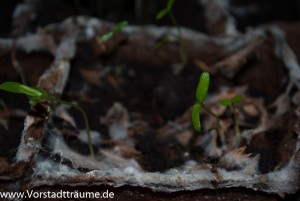 Oliander Keimlinge