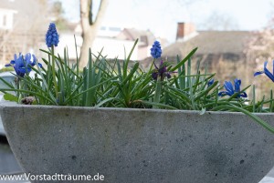 Pflanzschale mit Traubenhyazinthen