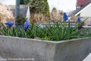 Pflanzschale mit Frühblühern