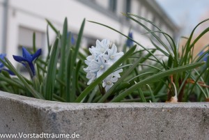 Pflanzschale mit Frühblühern