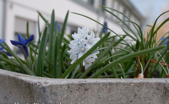 Pflanzschale mit Frühblühern