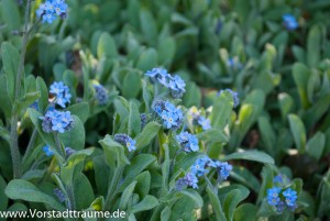 Vergissmeinnicht 6