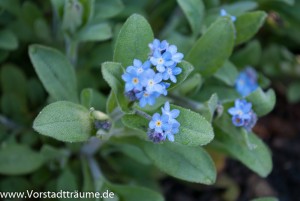 Vergissmeinnicht 3
