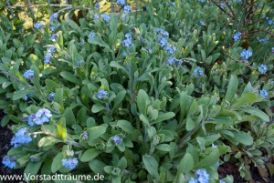 Vergissmeinnicht 1