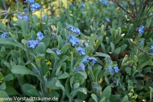 Vergissmeinnicht 2