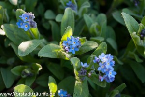 Vergissmeinnicht 4