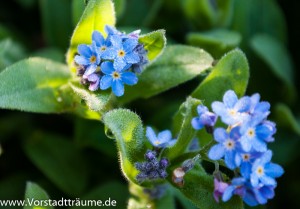 Vergissmeinnicht 5