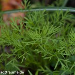Junger Dill