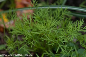 Junger Dill