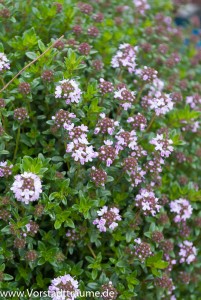 Zarten Blüten am Bohnenkraut