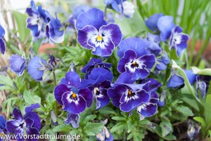 Stiefmütterchen aus Holland