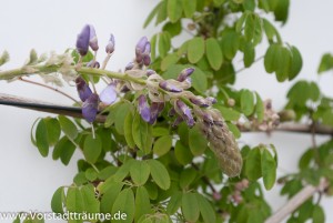 Blauregen Blüte
