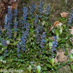 Erste blauen Blüten am Hang