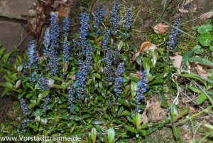 Erste blauen Blüten am Hang
