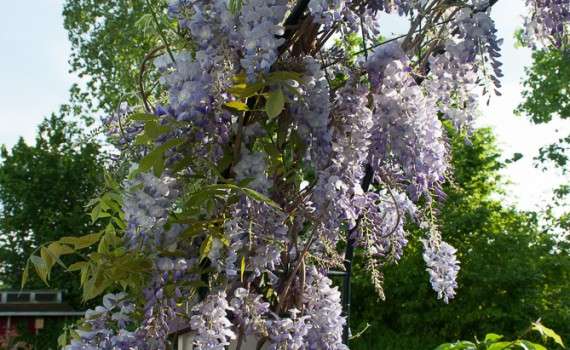 Blauregen an Rosenbogen