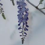 Blauregen Blütentraube