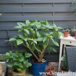 Unsere Terrasse - Trompetenbaum