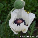 Der Mohn blüht
