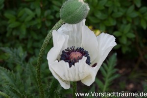 Der Mohn blüht