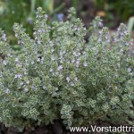 Die zarten Blüten des Thymians