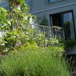 Ansicht vom Garten auf die Brücke