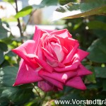 Eine meiner schönsten Rosen