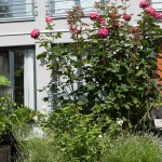 Rose, Lavendel und Bauernjasmin