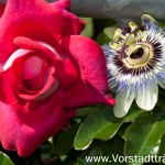 Rose und Passionsblume