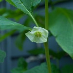Die zarten Blüten der Physalis