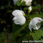 Die ersten Blüten des Bauernjasmins
