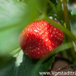 Die ersten Erdbeeren