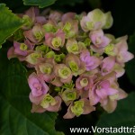 Hortensie