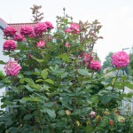 Meine lieblings Rose